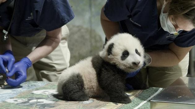 This handout photo released by the Smithsonian's National Zoo shows a panda cub named Xiao Qi Ji in Washington. More than three months after his birth, the National Zoo's new panda cub finally has a name. Officials at the Smithsonian, which runs the zoo, announced Monday, Nov. 23, 2020, that the cub born on August 21 would be named Xiao Qi Ji, which is Mandarin Chinese for “little miracle.”(AP) This handout photo released by the Smithsonian's National Zoo shows a panda cub named Xiao Qi Ji in Washington. More than three months after his birth, the National Zoo's new panda cub finally has a name. Officials at the Smithsonian, which runs the zoo, announced Monday, Nov. 23, 2020, that the cub born on August 21 would be named Xiao Qi Ji, which is Mandarin Chinese for “little miracle.”(AP)