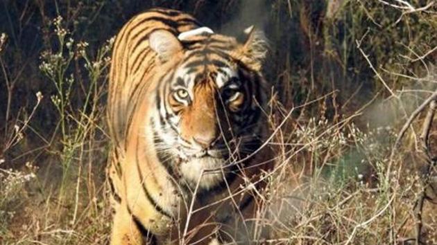 Officials said that a tigress was recently sighted in Barkot range of Dehradun forest division, but they are not sure if this is the same one. (Representational photo/HT Archive) Officials said that a tigress was recently sighted in Barkot range of Dehradun forest division, but they are not sure if this is the same one. (Representational photo/HT Archive)