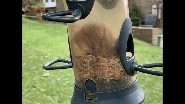 The image shows a dormouse stuck in a bird feeder. (Twitter/@PTES) The image shows a dormouse stuck in a bird feeder. (Twitter/@PTES)