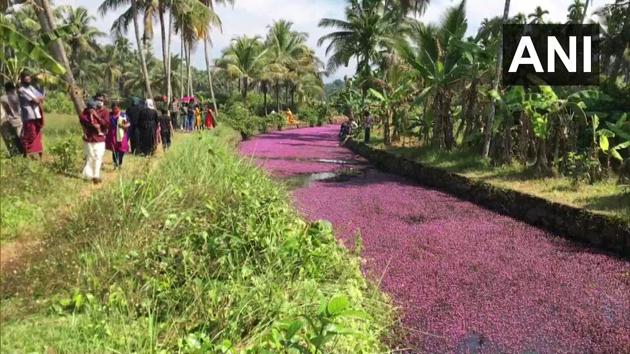 The image shows people looking at the Forked Fanwort covered water body.(Twitter/@ANI) The image shows people looking at the Forked Fanwort covered water body.(Twitter/@ANI)