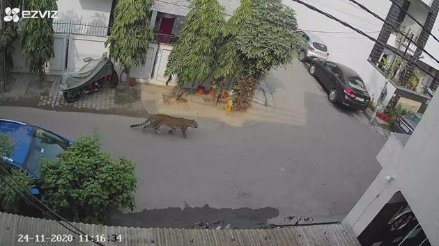The area where the leopard was spotted is dotted with official residences of the Ghaziabad district magistrate, the senior superintendent of police and those of other administrative officers. (SOURCED) The area where the leopard was spotted is dotted with official residences of the Ghaziabad district magistrate, the senior superintendent of police and those of other administrative officers. (SOURCED)