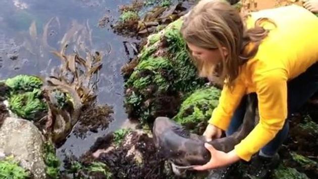 Billie Rea, 11, rescues a draughtboard shark trapped in shallow waters by an outgoing tide, before releasing it in deeper waters, near Kingston Beach, in Tasmania, Australia.(REUTERS) Billie Rea, 11, rescues a draughtboard shark trapped in shallow waters by an outgoing tide, before releasing it in deeper waters, near Kingston Beach, in Tasmania, Australia.(REUTERS)
