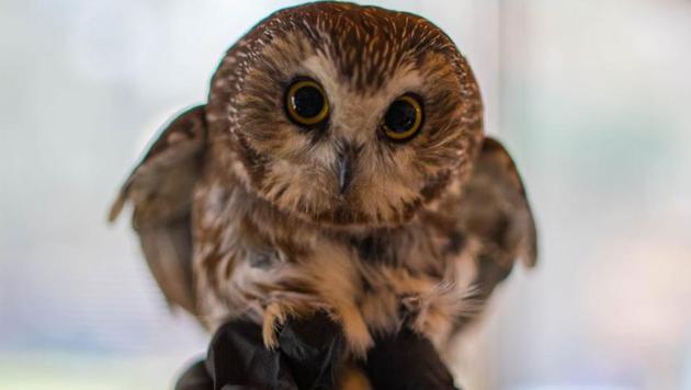 The image shows the rescued owl named Rockefeller.(Facebook/@RavensbeardWildlifeCenter) The image shows the rescued owl named Rockefeller.(Facebook/@RavensbeardWildlifeCenter)