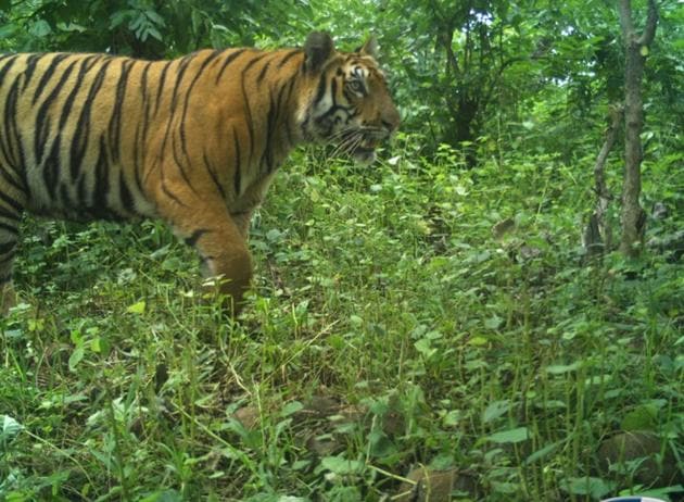 The tigress T2C1 is almost two-and-a-half years old and was captured in September.(Maharashtra Forest Department) The tigress T2C1 is almost two-and-a-half years old and was captured in September.(Maharashtra Forest Department)