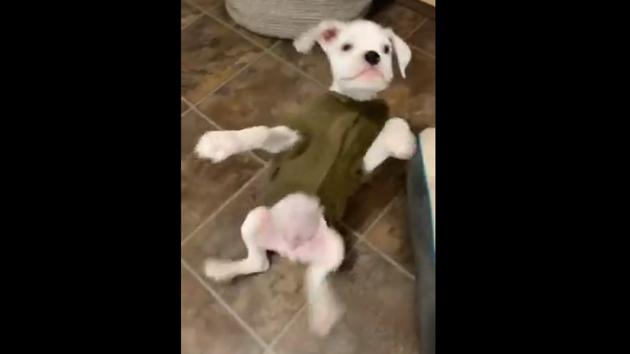 The image shows Karl the doggo.(Twitter@dog_rates) The image shows Karl the doggo.(Twitter@dog_rates)