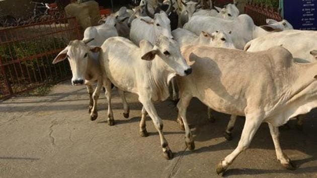 Cow shelters in Prayagraj will also be covered with thick polythene curtains to save the animals from the biting cold.(HT PHOTO) Cow shelters in Prayagraj will also be covered with thick polythene curtains to save the animals from the biting cold.(HT PHOTO)