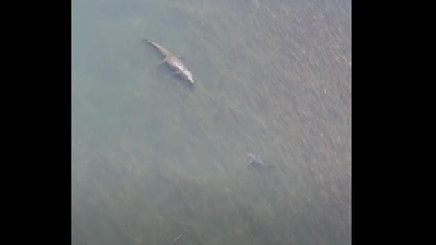 The image shows the shark swimming in front of a crocodile.(YouTube/Caravan Adventure Aus)