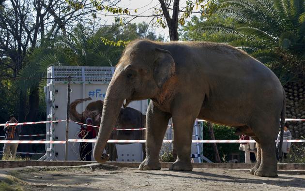 A photographer takes a picture of an elephant named "Kaavan" waiting to be transported to a sanctuary in Cambodia, at the Maragzar Zoo in Islamabad, Pakistan, Friday, Nov. 27, 2020. (AP) A photographer takes a picture of an elephant named "Kaavan" waiting to be transported to a sanctuary in Cambodia, at the Maragzar Zoo in Islamabad, Pakistan, Friday, Nov. 27, 2020. (AP)