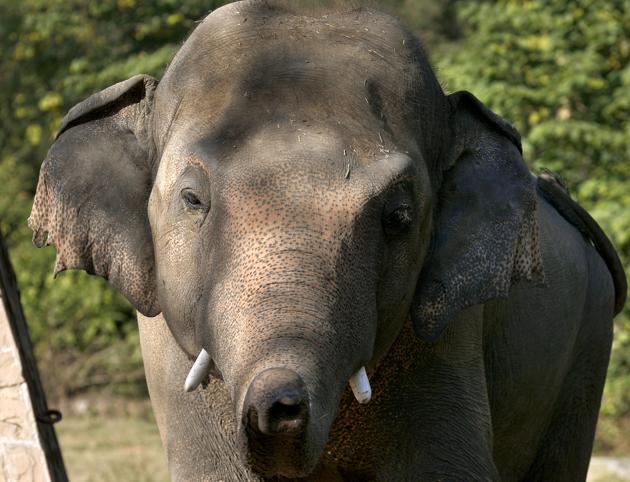 An elephant named "Kaavan," who waiting to be transported to a sanctuary in Cambodia, walks at the Maragzar Zoo in Islamabad, Pakistan, Friday, Nov. 27, 2020. (AP) An elephant named "Kaavan," who waiting to be transported to a sanctuary in Cambodia, walks at the Maragzar Zoo in Islamabad, Pakistan, Friday, Nov. 27, 2020. (AP)