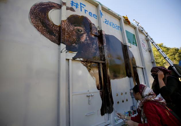 Volunteers paint an image of an elephant named "Kaavan" on a crate to be used to be transported Kaavan to a sanctuary in Cambodia, at the Maragzar Zoo in Islamabad, Pakistan, Friday, Nov. 27, 2020. (AP) Volunteers paint an image of an elephant named "Kaavan" on a crate to be used to be transported Kaavan to a sanctuary in Cambodia, at the Maragzar Zoo in Islamabad, Pakistan, Friday, Nov. 27, 2020. (AP)