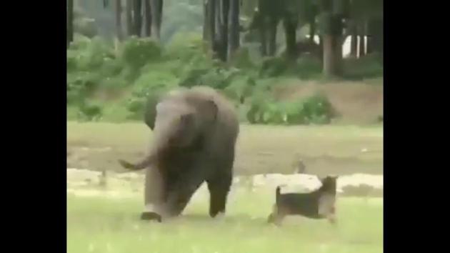 The image shows an elephant named Yindee playing with a cute canine named Milo.(Screengrab) The image shows an elephant named Yindee playing with a cute canine named Milo.(Screengrab)