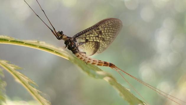 This image shows a 'Danish Mayfly'.(AP) This image shows a 'Danish Mayfly'.(AP)
