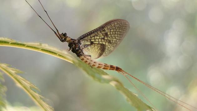 This image shows a 'Danish Mayfly'.(AP)