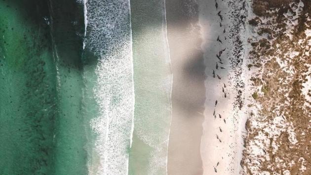 Whales are seen stranded on the beach in Chatham Islands, New Zealand on November 24. (SAMINTHEWILD via REUTERS) 