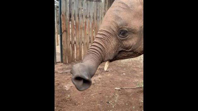 The image shows a lovely elephant named Maisha. (Instagram/@sheldricktrust) The image shows a lovely elephant named Maisha. (Instagram/@sheldricktrust)