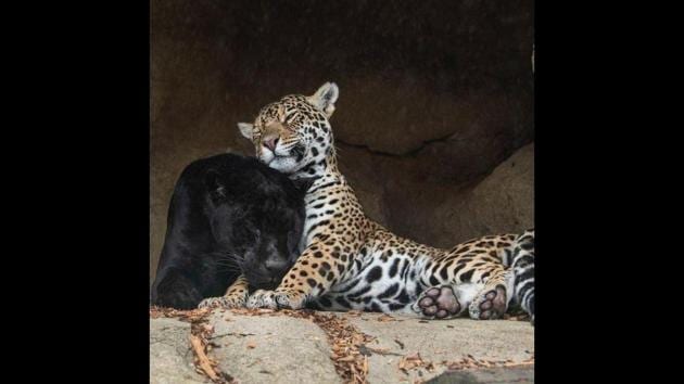 The image shows two jaguars in the sanctuary.(Instagram/@thebigcatsanctuaryuk) The image shows two jaguars in the sanctuary.(Instagram/@thebigcatsanctuaryuk)