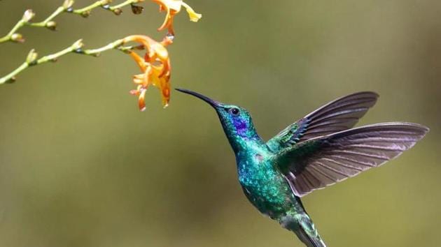 The image shows a hummingbird. (Representative image)(Unsplash)