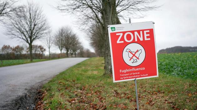 A sign warns about the avian influenza in an area of Randers, Denmark. Now, Avian flu has been confirmed at a commercial turkey fattening farm near Northallerton, North Yorkshire in northern England.(Reuters) A sign warns about the avian influenza in an area of Randers, Denmark. Now, Avian flu has been confirmed at a commercial turkey fattening farm near Northallerton, North Yorkshire in northern England.(Reuters)
