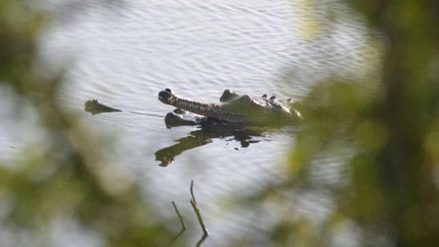 The Chambal river in Madhya Pradesh used to be a major habitat of the gharial.(HT FILE PHOTO)