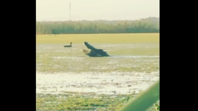 The image shows the alligator.(Facebook/@Cass Couey) The image shows the alligator.(Facebook/@Cass Couey)