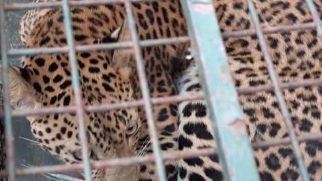 The leopard after its rescue in Guwahati on Monday.(TWITTER/Parimal Suklabaidya.)