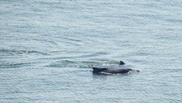 Two Indian Ocean humpback dolphins spotted off Malabar Hill.(Photo: Darshan Khatau)