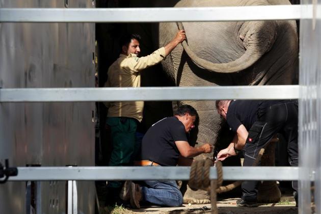 Pakistan’s lonely elephant Kaavan arrived in Cambodia by cargo plane on Monday to start a new life with fellow pachyderms at a local sanctuary, the culmination of years of campaigning for his transfer by American singer Cher.(REUTERS) Pakistan’s lonely elephant Kaavan arrived in Cambodia by cargo plane on Monday to start a new life with fellow pachyderms at a local sanctuary, the culmination of years of campaigning for his transfer by American singer Cher.(REUTERS)