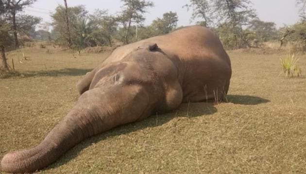 The elephant was found dead after electrocution in Dhenkanal district on Tuesday, said the forest officials.(Sourced) The elephant was found dead after electrocution in Dhenkanal district on Tuesday, said the forest officials.(Sourced)