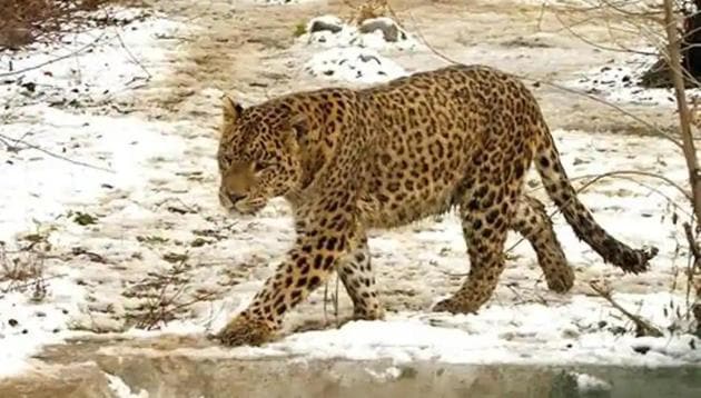 After the attack, locals present at the spot made a noise due to which the leopard went back to the forest area, but angry locals protested till evening with the deceased’s body on the road.(HT PHOTO.) After the attack, locals present at the spot made a noise due to which the leopard went back to the forest area, but angry locals protested till evening with the deceased’s body on the road.(HT PHOTO.)