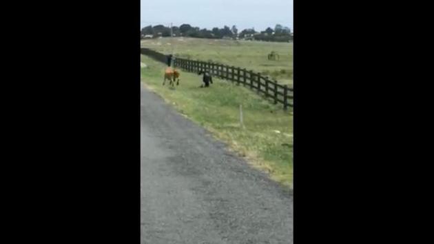 The image shows a cow chasing a firefighter.(Facebook/@FRNSW082Richmond) The image shows a cow chasing a firefighter.(Facebook/@FRNSW082Richmond)