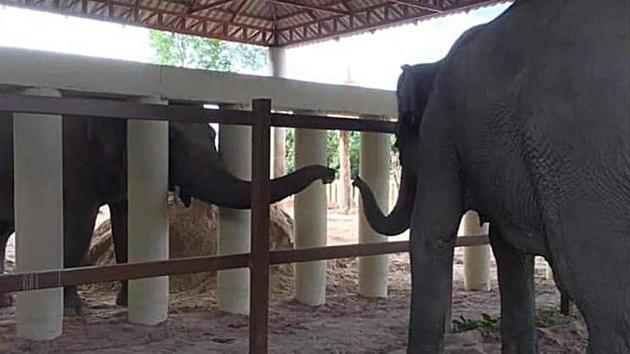 Kaavan extends his trunk from behind white posts to greet a fellow inhabitant of the Cambodian sanctuary where he is beginning his new life, on December 1. It was his first contact with another elephant in eight years. (Four Paws via AP)