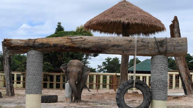 Kaavan, a 36-year-old bull elephant, who was flown from Pakistan, explores his new enclosure at the Kulen Prom Tep Wildlife Sanctuary in Cambodia's Oddar Meanchey province on December 1. Dubbed the “world’s loneliest,” Kaavan was the sole Asian elephant at Islamabad’s dilapidated zoo. Kaavan’s move is the culmination of years of campaigning from animal rights groups. (Tang Chhin Sothy / AFP)