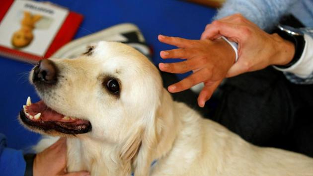 Student Martina pets "Soul" during a dog-assisted therapy session at Escola Iris in Sant Vicenc dels Horts, during the coronavirus pandemic near Barcelona, Spain, (REUTERS) Student Martina pets "Soul" during a dog-assisted therapy session at Escola Iris in Sant Vicenc dels Horts, during the coronavirus pandemic near Barcelona, Spain, (REUTERS)