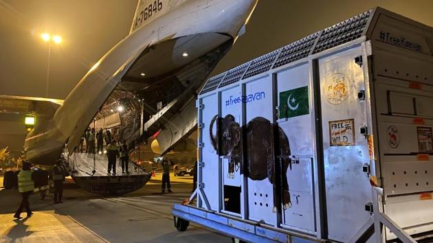 A crate carrying Kaavan is seen at the Islamabad International Airport in Islamabad, Pakistan on November 30. Like other travellers during these times, Kaavan needed to be tested for Covid-19 before his flight. Once his large metal crate was safely on board, Kaavan was provided with in-flight snacks — 200 kilograms of them — for the seven-hour journey. (Saiyna Bashir / REUTERS)