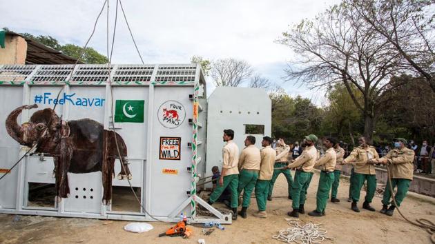 A crate carrying Kaavan is seen at the zoo before transfer in Islamabad on November 29, 2020. Transporting an adult elephant by plane is no small task, and has only been undertaken a handful of times, AFP reported. (Hristo Vladev / Four Paws via REUTERS)