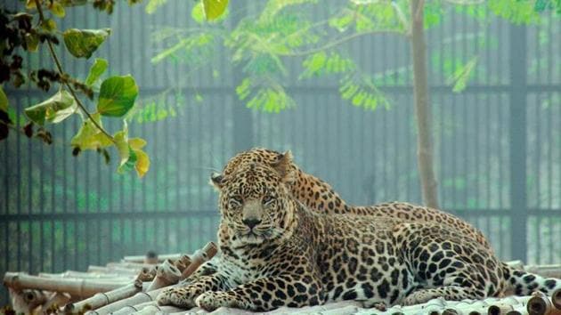 The image shows a leopard. (Representative image)(Unsplash) The image shows a leopard. (Representative image)(Unsplash)