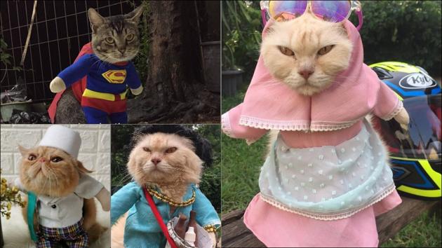 Cats decked out in superhero costumes from Batman to Thor by Indonesian  designer