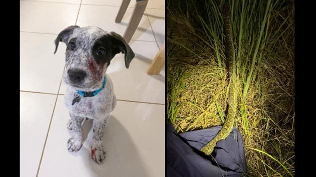 The image shows Wally the puppy and the carpet python.(Facebook/@Sunshine Coast Snake Catchers 24/7) The image shows Wally the puppy and the carpet python.(Facebook/@Sunshine Coast Snake Catchers 24/7)