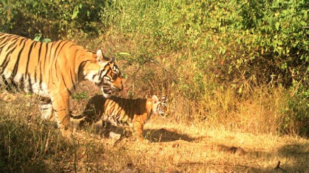 Tigress ST-14 seen walking with her two-month-old cub in Sariska Tiger Reserve.(Forest Department) Tigress ST-14 seen walking with her two-month-old cub in Sariska Tiger Reserve.(Forest Department)