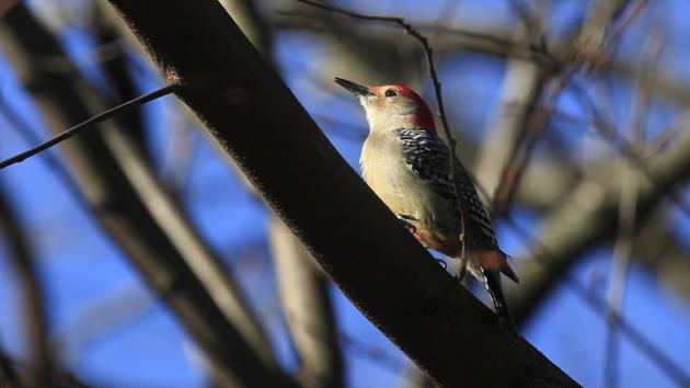 A Red-bellied woodpecker spotted at the Rambles in Central Park, New York on November 29. (Kena Betancur / AFP)