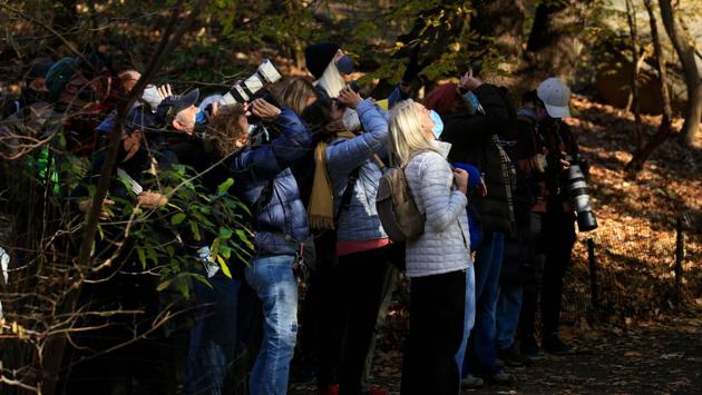 Bird watchers use binoculars and cameras to watch a Great Horned Owl at the Ramble in Central Park, New York on November 29. Each year some 220 bird species frequent Central Park, which remarkably is considered one of the best spots in the world for birding despite the city’s 8.6 million residents, AFP reported. (Kena Betancur / AFP)