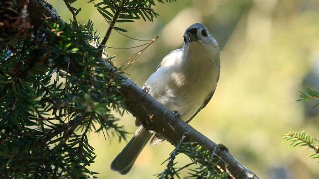 A Blue jay spotted during DeCandido’s tour at the Rambles in Central Park, New York on November 29. The Ramble is the park’s best birding locale and DeCandido offers these birdwatching tours for just $10. (Kena Betancur / AFP)