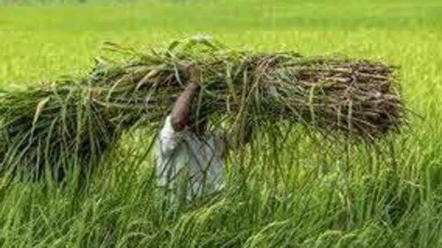 This year, over 2 lakh new farmers have registered, so the figure is expected to cross 98 per cent.(AP file photo)