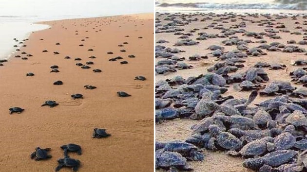 Olive ridley turtles return to Odisha beach for nesting | Latest News ...