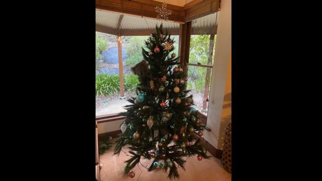 The post is shared by 1300Koalaz a nonprofit organisation that works towards the rescue and rehabilitation of koalas. (Facebook/@1300Koalaz) The post is shared by 1300Koalaz a nonprofit organisation that works towards the rescue and rehabilitation of koalas. (Facebook/@1300Koalaz)
