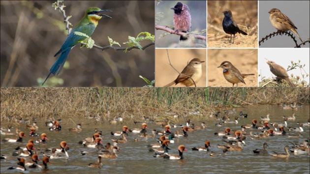 Here are a few places to see migratory birds this winter in Delhi NCR(Twitter/NDNS_HQ/Shivani_Saini/GoGroupOuting)