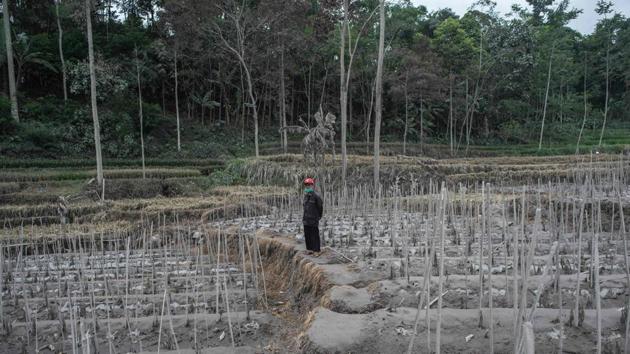 A villager stands on his farmland which was affected by the eruption of Mount Semeru volcano in Lumajang, East Java province, Indonesia on December 3. Hundreds of Indonesians have fled their villages after the rumbling volcano spewed hot ash thousands of metres into the air and belched lava down its crater. (Juni Kriswanto / AFP)