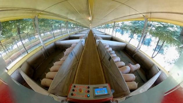 A Roboagro robot feeds pigs while playing classical music on a farm in Brazil, in this photo supplied by Roboagro.(via REUTERS) A Roboagro robot feeds pigs while playing classical music on a farm in Brazil, in this photo supplied by Roboagro.(via REUTERS)