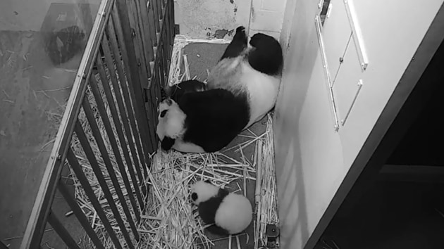 The image shows the baby panda with its mom.(Instagram/@smithsonianzoo)