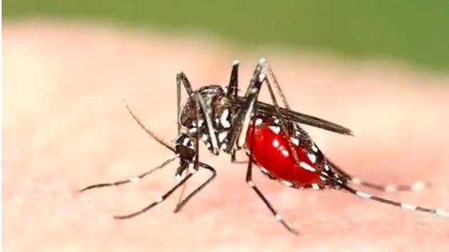 The death rate has also dropped, with only two deaths from dengue reported this year so far.(HT File) The death rate has also dropped, with only two deaths from dengue reported this year so far.(HT File)